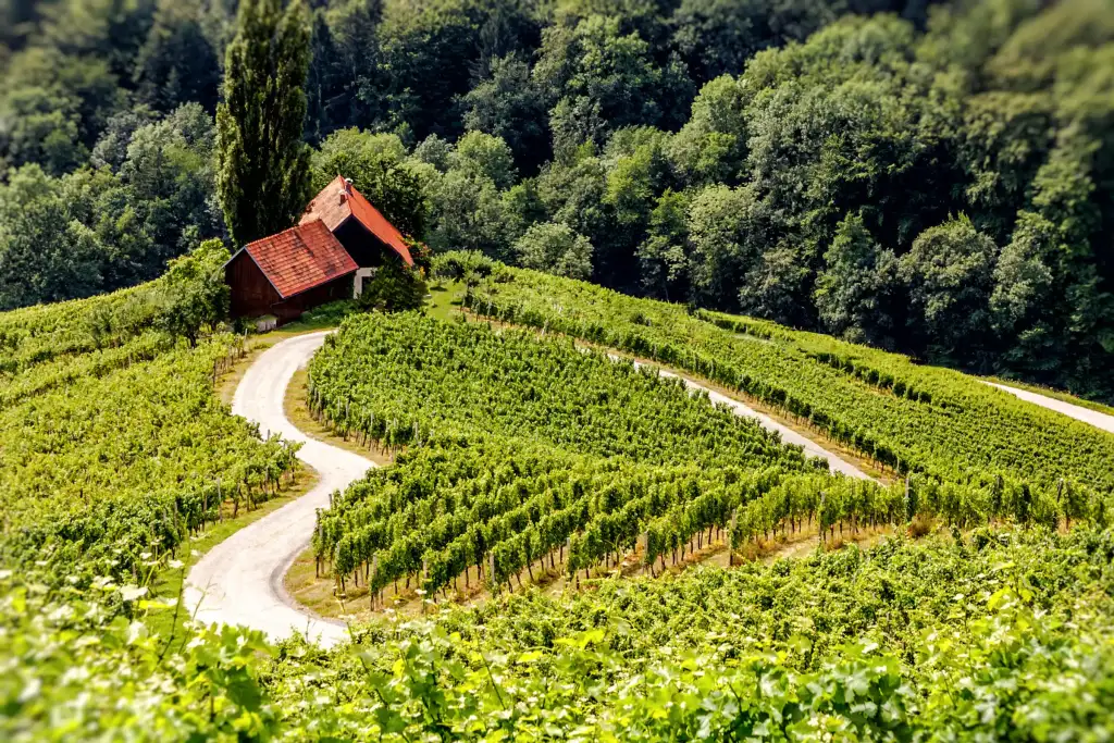 wijngaarden langs de heart road in Slovenië 